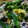 dangosan3's cooksnap of when they made 菜の花と豚肉の辛し和え.