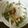 えりにゃんた's cooksnap of when they made かいわれ大根と長芋の梅ドレサラダ.