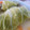 ユゥゆぅ's cooksnap of when they made 簡単★我が家のロール白菜★.