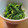 daikanon's cooksnap of when they made ☆菜の花のからしゴマ和え☆.