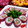 ∞はち∞'s cooksnap of when they made 簡単♪春の彩り巻き寿司.