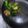 とも３６'s cooksnap of when they made 7分★小松菜の炒め煮★.