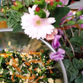 りりり♪'s cooksnap of when they made ほうれん草の海苔酢和え♪.