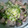 ぽんめぐみ's cooksnap of when they made 簡単☆砂肝炒め.