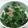 ko2cook's cooksnap of when they made Collard Green♡.