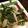 こうへい1206's cooksnap of when they made 速攻!!豚肉の野菜炒め.