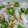 ◆Maccha◇'s cooksnap of when they made ☆オクラのとろろ小鉢☆.