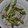 Kelli's cooksnap of when they made アスパラと豚肉の簡単炒め.