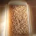 mihontsu's cooksnap of when they made ルクエで玄米ご飯.