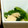 sky_birds's cooksnap of when they made ほうれん草（小松菜）と油揚げの煮浸し.