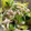 aki3kuma3's cooksnap of when they made 混ぜるだけ＊セロリとささみのサラダ.