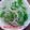 澤岡誼's cooksnap of when they made 新たまねぎと水菜のサラダ.