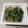 めぐ＊ぴぃ's cooksnap of when they made 納豆には、大葉！.