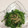 のんち＾－＾'s cooksnap of when they made 菜の花のからし和え.