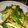 argemasaki's cooksnap of when they made きぬさやと新ジャガのしゃきしゃき炒め.