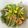 makikoyoga's cooksnap of when they made 水菜のシャキシャキサラダ.