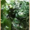 kioco's cooksnap of when they made 菜の花のゴマあえ～オイマヨで.