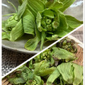horseland's cooksnap of when they made ふきのとうの下処理方法&天ぷら.
