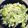 FlopsyKY's cooksnap of when they made ブロッコリーと卵のサラダ.