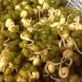 えぬま酸素's cooksnap of when they made もやし.