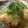 ころころけいちゃん's cooksnap of when they made サバの=おろし煮=.