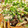 ドイツラブ's cooksnap of when they made 塩こうじde大根炒め.