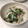 saki_suke's cooksnap of when they made 春菊と玉ねぎのマヨネーズ和え.