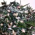 スーパーあろあ's cooksnap of when they made 簡単★ひじきサラダ.