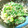 すずはるおはる's cooksnap of when they made 簡単♪ゴマたっぷりホウレン草のゴマ和え★.