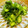 acoito's cooksnap of when they made きゅうりの酢の物.
