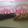 12myu12's cooksnap of when they made 黒糖くるみ☆簡単！おやつ.