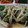 sakazuki's cooksnap of when they made 和風　ロール　白菜　♪.