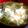 sachichoco's cooksnap of when they made ❀桜海老の味噌汁✿.