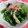 ぽよぽよぽよっちょ's cooksnap of when they made からし菜とえのきのおかか和え.