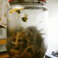 みさおねえさん's cooksnap of when they made 葉わさびの醤油漬け.