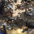 みかさや's cooksnap of when they made うまい！！たまごかけごはん☆.
