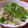 わたママ's cooksnap of when they made ゴマ油でウマ～　セロリとシラスの和え物.