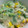 max4995's cooksnap of when they made 柚子胡椒が決め手！オクラのツナマヨ和え☆.