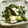 ♪cow♪'s cooksnap of when they made わけぎとタコのぬた.