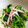 お料理んりん's cooksnap of when they made 菜の花の白だし辛子マヨ和え＊.