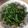 かよわた's cooksnap of when they made 春の香り☆菜の花のからしあえ.