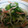 つぁっきー's cooksnap of when they made 春菊と大根・カニカマの和え物.