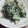 まあくんのおくさん's cooksnap of when they made 小松菜とツナの中華和え.
