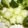 てーぶるすぷーん's cooksnap of when they made ✿ブロッコリーの茎の花✿.