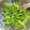 chaki★'s cooksnap of when they made 超〜簡単♪ほうれん草のおひたし♬♫.