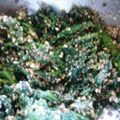 舞衣ママ's cooksnap of when they made 春菊の胡麻和え.