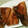 ☆ダイアママ☆'s cooksnap of when they made ☆さばのにんにく挟みカレー焼き☆.
