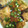 Shirumama's cooksnap of when they made カレイのフライ～和風あんかけ～.