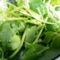 チャッピーココア's cooksnap of when they made 三つ葉とセロリのマヨ醤油マスタード和え.