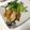 haruo_akio's cooksnap of when they made 超簡単！ムネ肉の照り焼き♪♪.